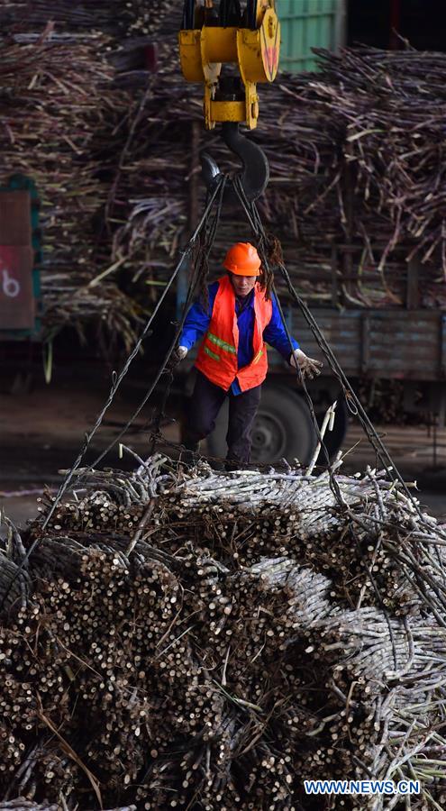 CHINA-GUANGXI-LIUZHOU-SUGARCANE (CN)