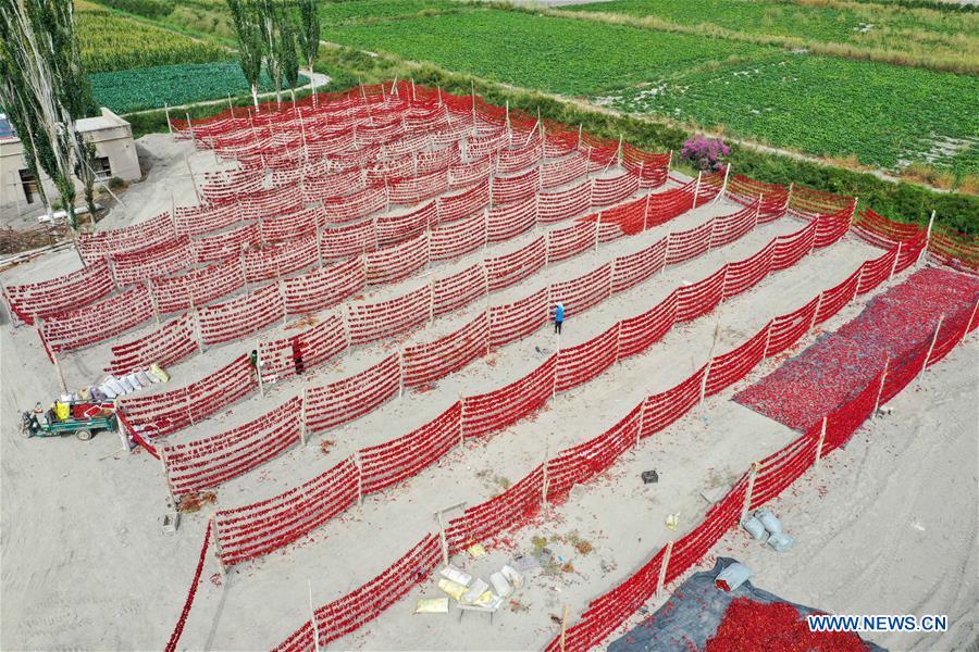 CHINA-XINJIANG-BOHU COUNTY-CHILI-HARVEST (CN) 