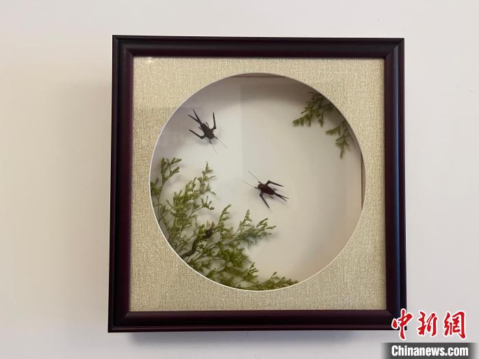 陈金蓉改良了棕编呈现形式，立体厚画框中的棕编。 王利文 摄