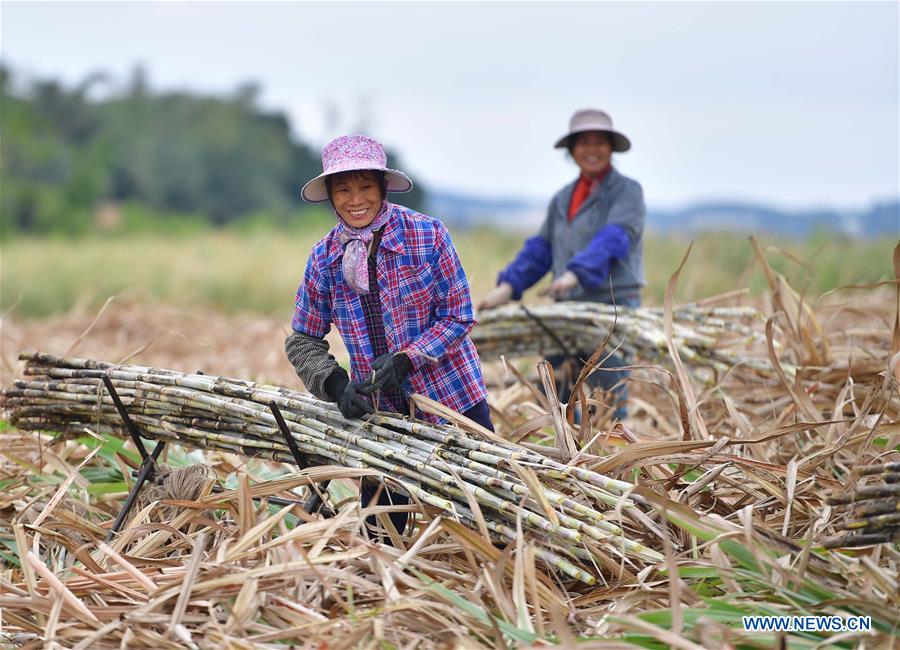 CHINA-GUANGXI-LIUZHOU-SUGARCANE (CN)