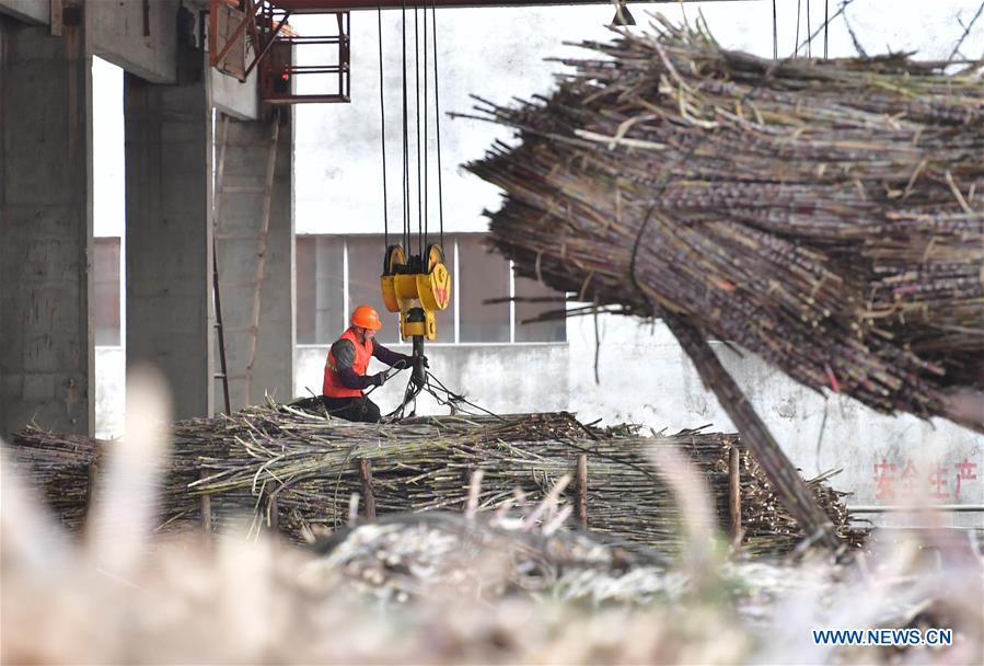 CHINA-GUANGXI-LIUZHOU-SUGARCANE (CN)