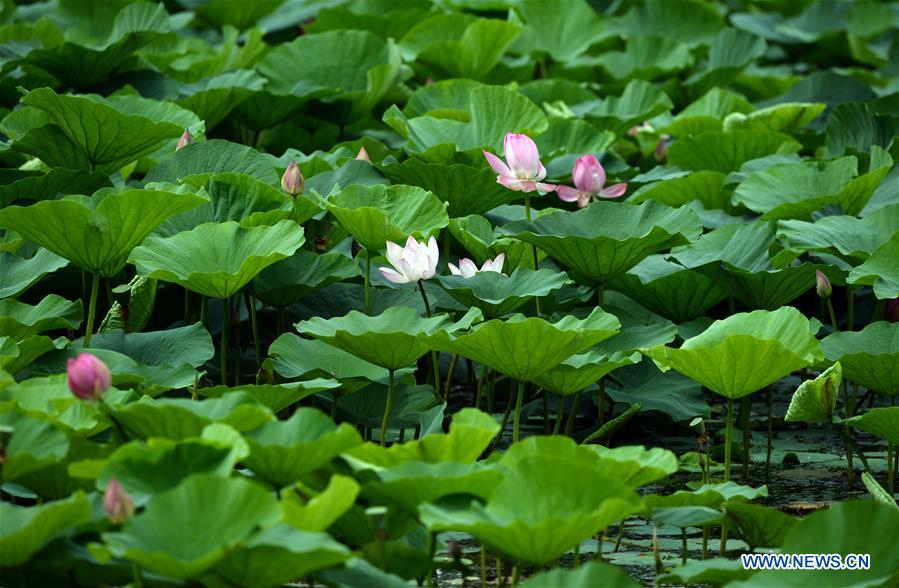 CHINA-LIAONING-WETLAND PARK-LOTUS-BLOSSOM (CN)