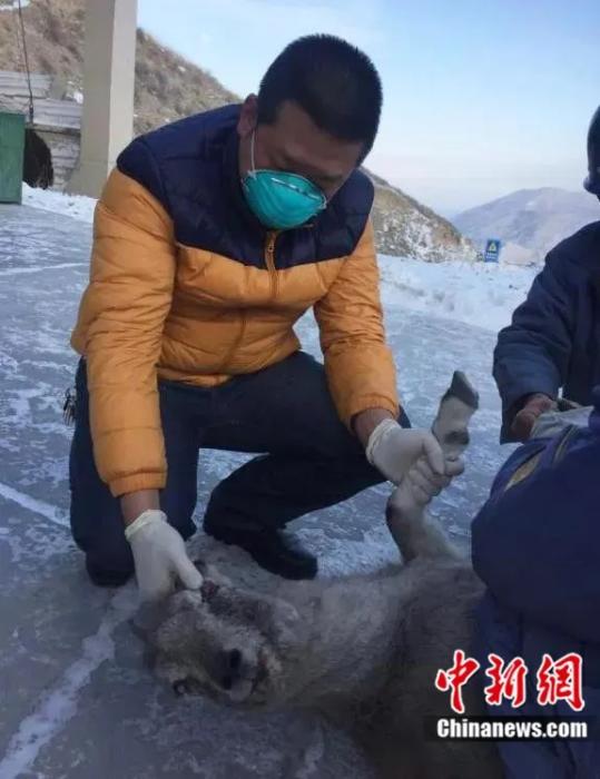 图为在高海拔地区救助生病的岩羊。(资料图)