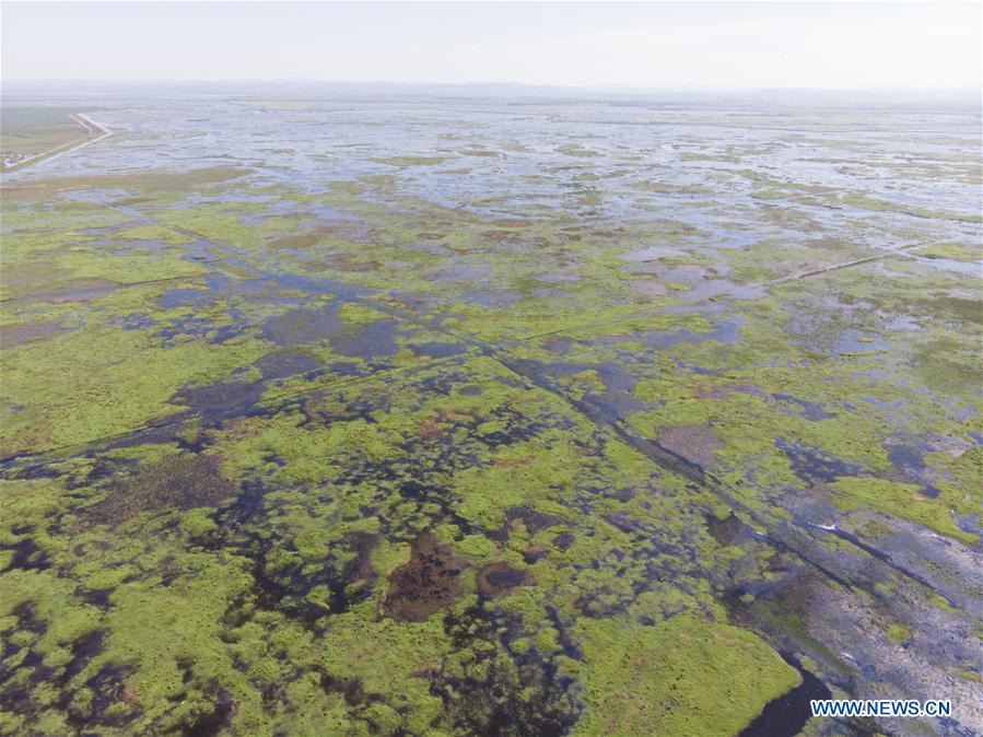 CHINA-HEILONGJIANG-FUJIN-ENVIRONMENT-WETLAND (CN)