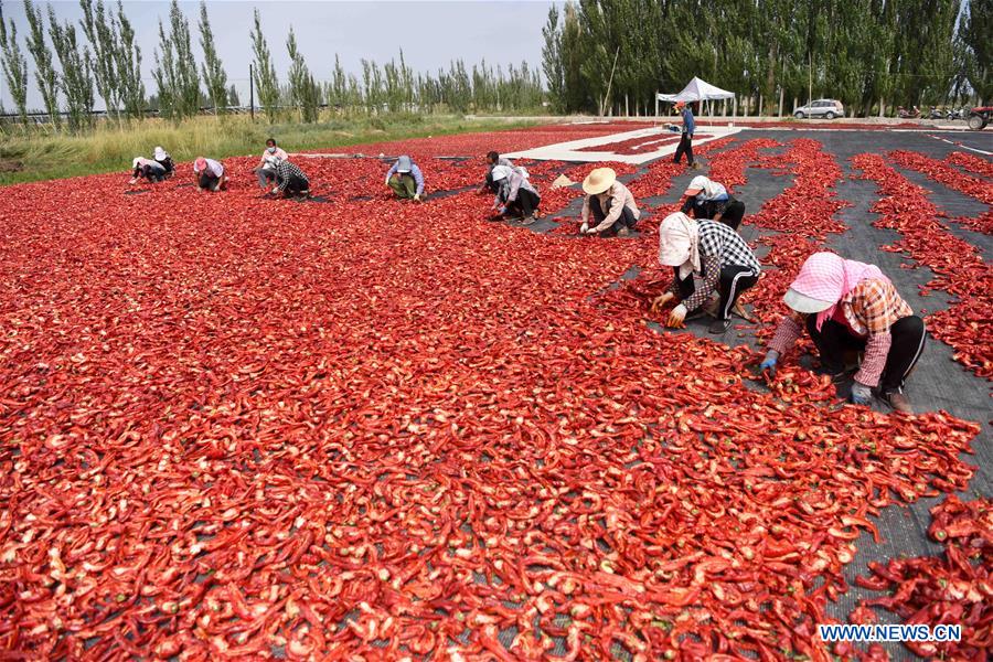 CHINA-XINJIANG-BOHU COUNTY-CHILI-HARVEST (CN) 