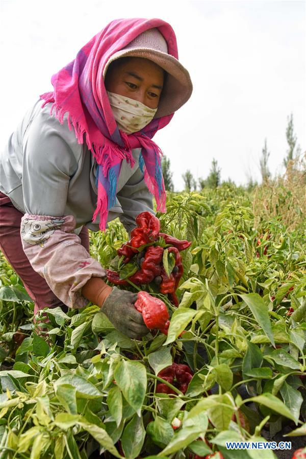 CHINA-XINJIANG-BOHU COUNTY-CHILI-HARVEST (CN) 