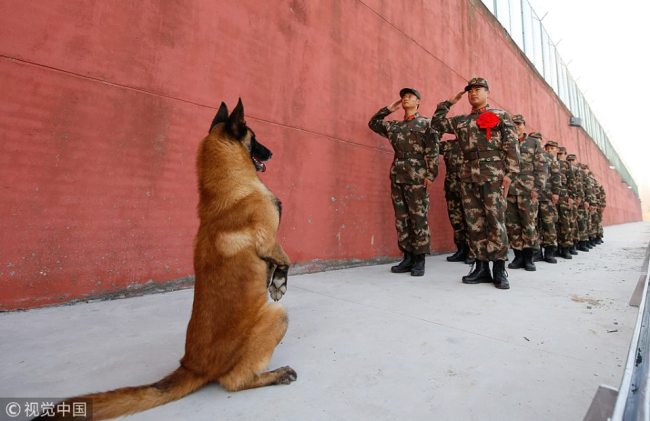 警犬“敬礼”送别老兵 Goodbye my dear friend!